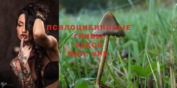 прущие грибы Няндома